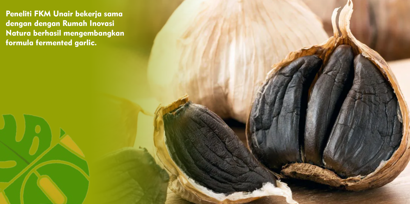 Peneliti FKM Unair Dengan Rumah Inovasi Natura Mengembangkan Formula Fermentasi Bawang Putih